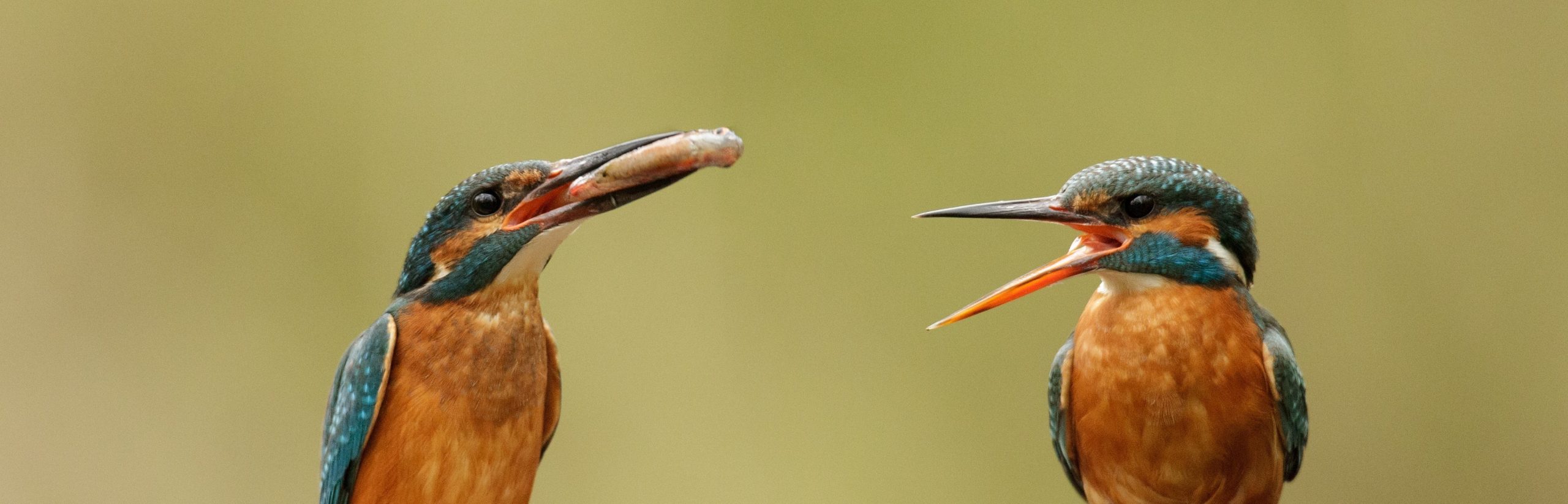 Benefits of Partnership Adur and Ouse Partnership